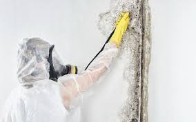 Environmental Consulting for Mold Prevention in North Salt Lake, UT